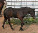 2002 Spanish-Norman colt Eldorado LGF