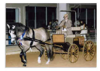 Bracchus, four-year-old Spanish-Norman gelding owned by Jim and Jan Lee, Lutz, Florida