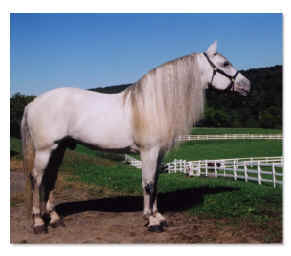'Ambassador of the Breed' Spanish-Norman stallion Romantico H.H.F.