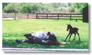 Spanish-Norman mare Mi Vida Isabeau and 2001 foal, sired by Elixir TG