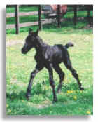 2001 Spanish-Norman colt sired by Elixir TG and out of Spanish-Norman mare Mi Vida Isabeau
