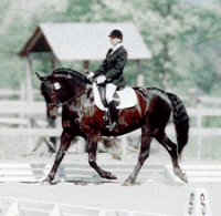 Spanish-Norman mare Mantilla TCV