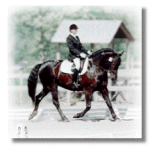Spanish-Norman mare Mantilla TCV, owned by Judy Cardella of Colts Neck, New Jersey.
