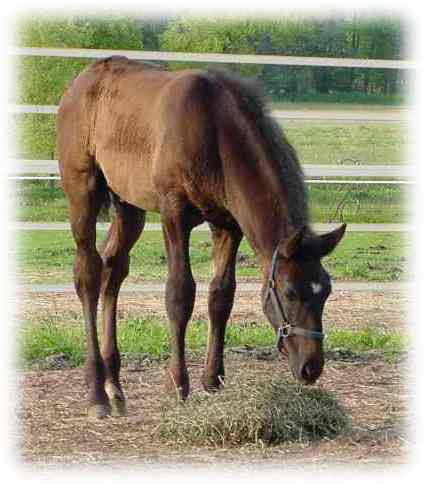 2002 Spanish-Norman colt Novarro