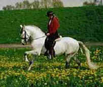 Katharina Fehring on Andalusian stallion orgulloso XL, imported from Spain