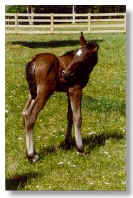 2001 Spanish-Norman colt Star of Orion, owned by Ben McKinnon