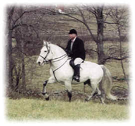 Allan Hamid, Founder of the Spanish-Norman Registry, out hacking on Spanish-Norman stallion Romantico H.H.F.