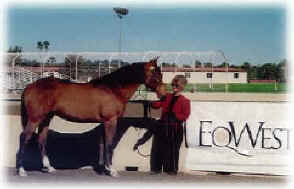 Spanish-Norman mare La Desperada's Estrella Bella at EqWest, November 17-19, 2000