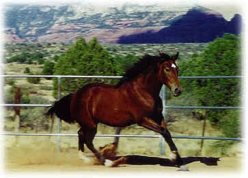 Spanish-Norman mare La Desperada's Estrella Bella