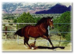 Spanish-Norman yearling filly 'Bella', ired by Bravio owned by Bobbie Newton of Dos Desperdados Ranch in Sedona, AZ