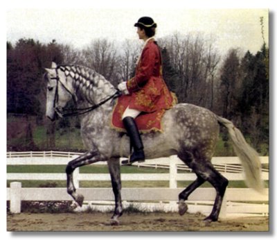 Andalusian stallion Embajador XI shown being ridden by Bettina Drummond