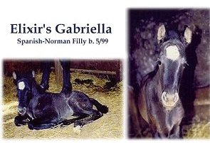 Spanish-Norman filly, Elixir's Gabriella