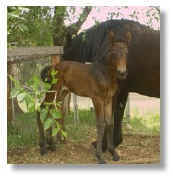 Spanish-Norman filly owned by Howard and Lynn Maxwell