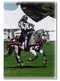 Spanish-Norman stallion Romantico H.H.F.