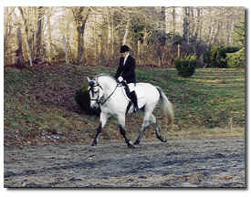 Spanish-Norman Stallion Romantico H.H.F.