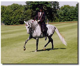 Andalusian Stallion Embajador XI and Bettina Drummond